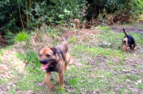 Having fun on their Dog walk at Cannon Hill Woods, Colehill, Nr Wimborne!