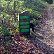 Cat on our dog walk today at Poor Common, Nr Ferndown, Wimborne!