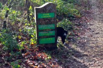Cat on our dog walk today at Poor Common, Nr Ferndown, Wimborne!