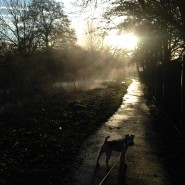 Dog walk with Max, early morning mist on the River Allen, Wimborne!