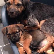 Ella and ToTo, who’s dog bed is this?