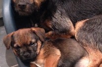 Ella and ToTo, who’s dog bed is this?