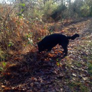 Ferndown Common, Nr Wimborne, Archie doing what dogs do best!