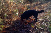 Ferndown Common, Nr Wimborne, Archie doing what dogs do best!