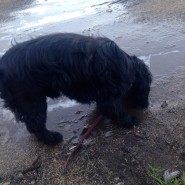 Dog walk today, Archie discovering ice! Longham, nr Wimborne!