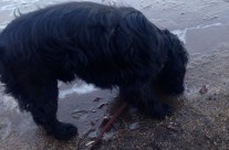 Dog walk today, Archie discovering ice! Longham, nr Wimborne!