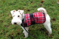 Dog walk today with Max at Redcotts Recreation Ground, Wimborne!