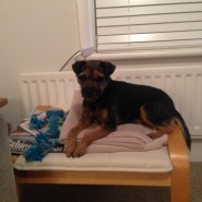 Ella, my Border Terrier sitting pretty with her toy!