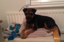 Ella, my Border Terrier sitting pretty with her toy!