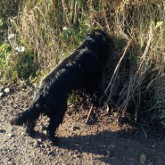 Archie on his dog walk today at Hampreston, nr Wimborne!