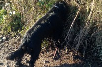 Archie on his dog walk today at Hampreston, nr Wimborne!