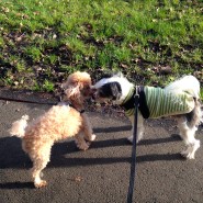 Rudy making friends on our dog walk today by the river Stour, Wimborne,