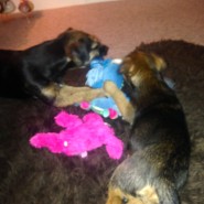 Dogs having fun sharing a toy!