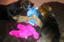 Dogs having fun sharing a toy!