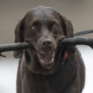 Don’t Throw Sticks For Your Dog, Warns Top Vet