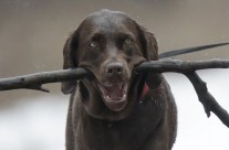 Don’t Throw Sticks For Your Dog, Warns Top Vet
