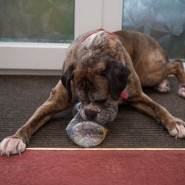 Paris does the can can! Pet dog collects rubbish on daily walks and recycles it