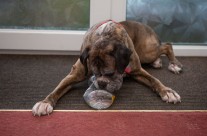 Paris does the can can! Pet dog collects rubbish on daily walks and recycles it
