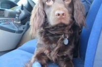 Read Billy the Dog’s story at the Margaret Green Animal Rescue …