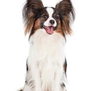 Dental disease in dogs – worth reading!