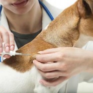 Compulsory law on Dogs being microchipped to be introduced in April 2016