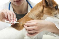 Compulsory law on Dogs being microchipped to be introduced in April 2016