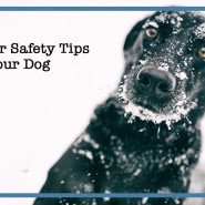 15 Winter Care Tips For Your Dog!