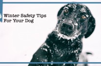 15 Winter Care Tips For Your Dog!