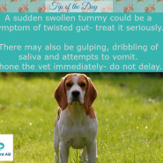 Dog Tip for today! A sudden swollen tummy could be a symptom of …