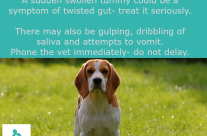 Dog Tip for today! A sudden swollen tummy could be a symptom of …