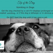 Dog Tip for Today – Vomiting in Dogs! …