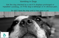 Dog Tip for Today – Vomiting in Dogs! …