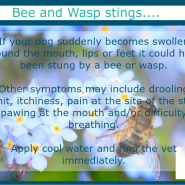 Dog Tip for Today, Bees and Wasp stings! …