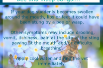 Dog Tip for Today, Bees and Wasp stings! …