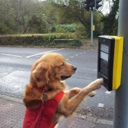 Woofability Assistance Dogs! Do you know someone who would benefit …