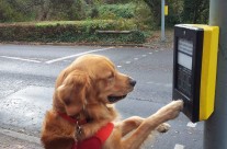 Woofability Assistance Dogs! Do you know someone who would benefit …