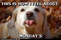 Dog picture to make you smile this Monday morning!