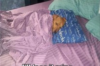 Dog pic to make you Smile, this Monday morning in Wimborne!