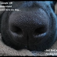 Love this Dog saying! …