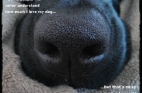 Love this Dog saying! …