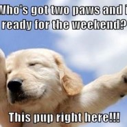 This gorgeous puppy is ready for the weekend! Are you!