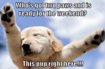 This gorgeous puppy is ready for the weekend! Are you!