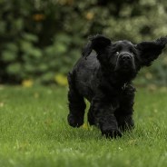 It’s Caption Time!   Can you think of a caption for adorable hearing dog puppy Fred?