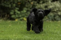 It’s Caption Time!   Can you think of a caption for adorable hearing dog puppy Fred?