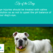 Tip for Today. Eye injury to your dog …