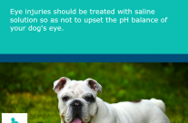 Tip for Today. Eye injury to your dog …