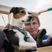 A flying dog? It’s not so barking! TV experiment which aims to train the world’s first canine pilot   Read more: http://www.dailymail.co.uk/news/article-3466563/A-flying-dog-s-not-barking-TV-experiment-aims-train-world-s-canine-pilot.html#ixzz41NvMFjNH  Follow us: @MailOnline on Twitter | DailyMail on Facebook