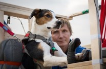 A flying dog? It’s not so barking! TV experiment which aims to train the world’s first canine pilot   Read more: http://www.dailymail.co.uk/news/article-3466563/A-flying-dog-s-not-barking-TV-experiment-aims-train-world-s-canine-pilot.html#ixzz41NvMFjNH  Follow us: @MailOnline on Twitter | DailyMail on Facebook