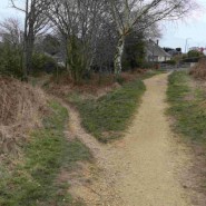 Dogs suffer symptoms of Alabama Rot after walking on Poole Heath, Dorset