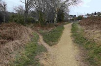 Dogs suffer symptoms of Alabama Rot after walking on Poole Heath, Dorset